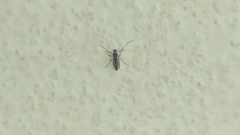 Chironomoidea