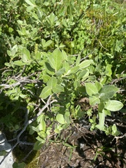 Salix sitchensis