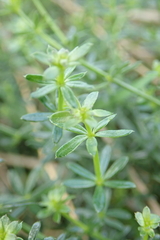 Galium album