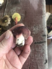 Russula mariae