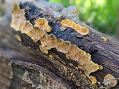 Steccherinum ochraceum