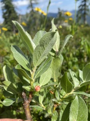 Salix sitchensis