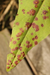 Ramularia rubella