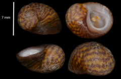 Littorina obtusata