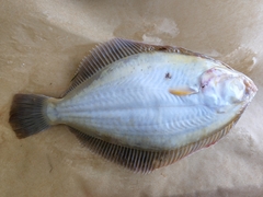 New Zealand Yellowbelly Flounder photo 4