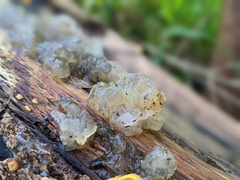 Tremella fuciformis