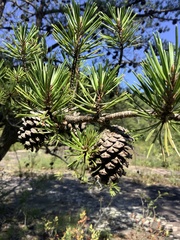 Pinus virginiana