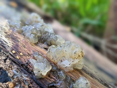 Tremella fuciformis