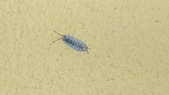 Porcellionidae