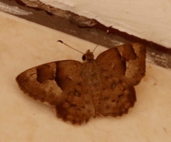 Sarangesa phidyle