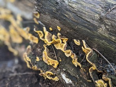 Steccherinum ochraceum