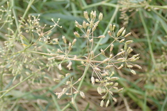 Falcaria vulgaris