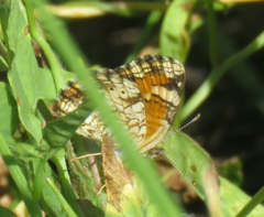 Phyciodes phaon