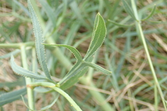 Falcaria vulgaris