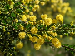 Acacia paradoxa
