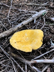 Cantharellus enelensis