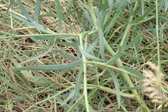 Falcaria vulgaris