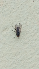 Anthomyia punctipennis