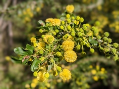 Acacia paradoxa