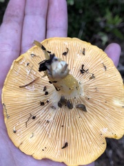 Cantharellus enelensis