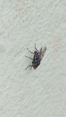 Anthomyia punctipennis