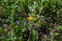 Senecioninae