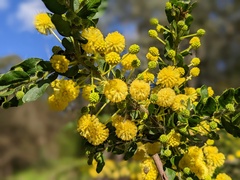 Acacia paradoxa