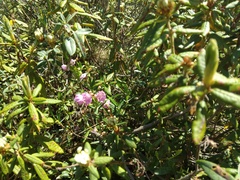 Kalmia polifolia