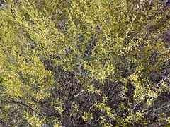 Acacia wilhelmiana
