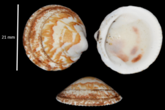 Glycymeris glycymeris