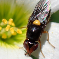 Chloropidae