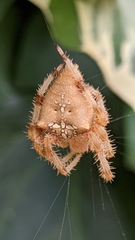 Araneus pallidus