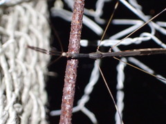 Emesaya brevipennis