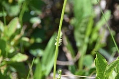 Senecioninae