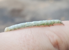 Parallelia bistriaris
