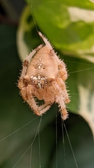 Araneus pallidus