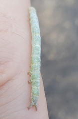Parallelia bistriaris