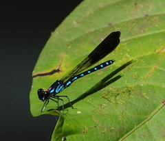 Heliocypha perforata