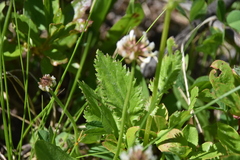 Senecioninae