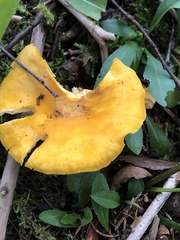 Cantharellus enelensis