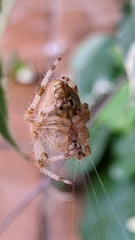 Araneus pallidus