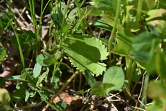 Senecioninae