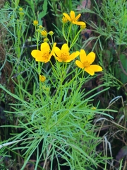 Bidens aurea