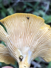 Cantharellus enelensis