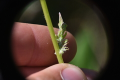 Senecioninae