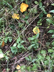 Cantharellus enelensis