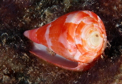 Conus pertusus