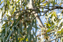 Leiothlypis virginiae