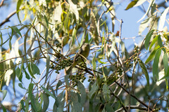 Leiothlypis virginiae