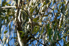 Leiothlypis virginiae
